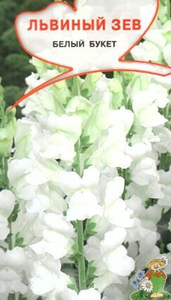 Львиный зев Белый букет - Сезон у Дачи
