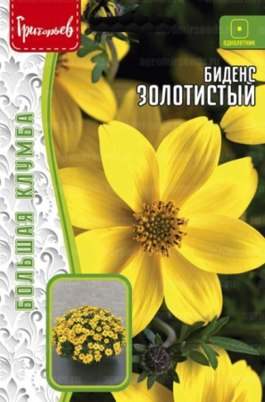 Биденс Золотистый - Сезон у Дачи