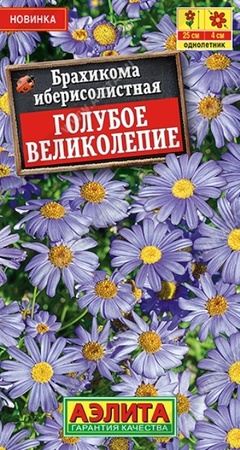 Брахикома Голубое великолепие (Аэлита) - Сезон у Дачи