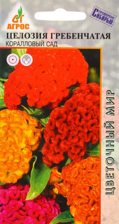 Целозия гребенчатая Коралловый сад (Агрос) - Сезон у Дачи