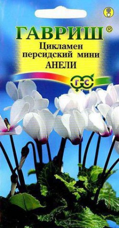 Цикламен Анели персидский мини - Сезон у Дачи