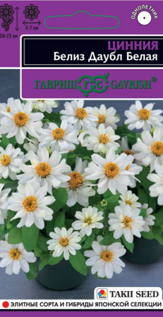 Цинния Белиз Даубл белая /Эксклюзив (Гавриш) - Сезон у Дачи