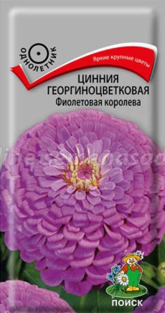 Цинния георгиноцветковая Фиолетовая королева - Сезон у Дачи