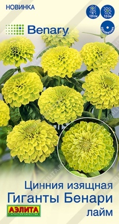 Цинния Гиганты Бенари лайм (Аэлита) - Сезон у Дачи