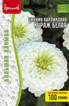 Цинния Кураж Белая карликовая (H.Courage White) (Григорьев) - Сезон у Дачи