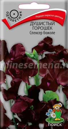 Душистый горошек Спенсер божоле (Поиск) - Сезон у Дачи