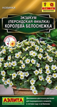 Экзакум Королева белоснежка (Аэлита) - Сезон у Дачи