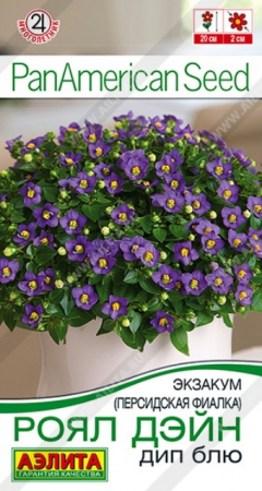 Экзакум (Персидская фиалка) Роял Дэйн Дип Блю (Аэлита) - Сезон у Дачи