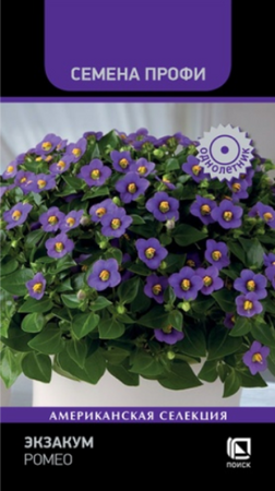 Экзакум Ромео /Семена Профи (Поиск) - Сезон у Дачи