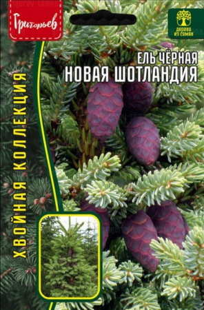 Ель Новая Шотландия чёрная (Nova Scotia) (Григорьев) - Сезон у Дачи