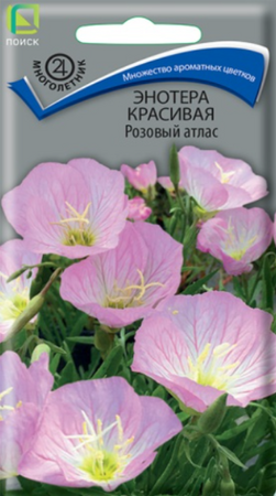 Энотера Розовый атлас (Поиск) - Сезон у Дачи