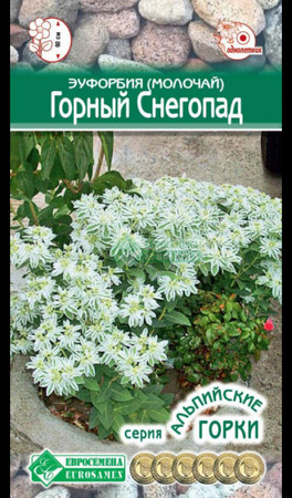 Эуфорбия (молочай) Горный снегопад окаймленный (Евросемена) - Сезон у Дачи