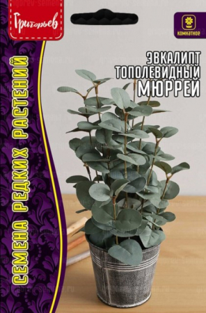 Эвкалипт Мюррей тополевидный (Григорьев) - Сезон у Дачи