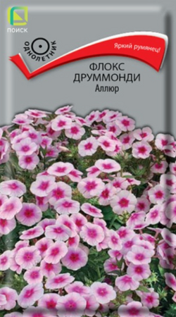 Флокс Аллюр друммонди (Поиск) - Сезон у Дачи