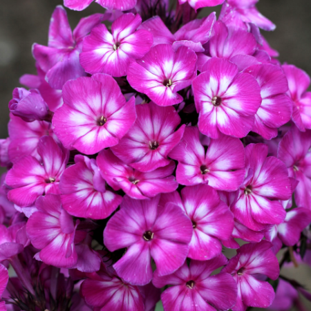 Флокс Катя (1 шт) - Сезон у Дачи