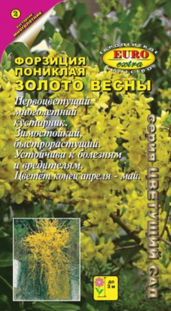 Форзиция Золото весны (Аэлита Экстра) - Сезон у Дачи