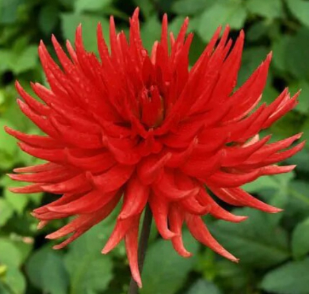 Георгин Бергерс Рекорд (1 шт) - Сезон у Дачи