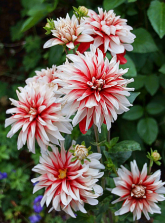 Георгин Динамит (1шт) (Волжский Сад) - Сезон у Дачи