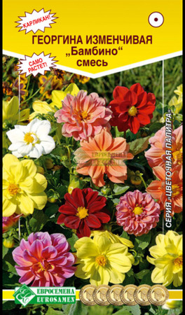 Георгина БАМБИНО изменчивая смесь (Евросемена) - Сезон у Дачи