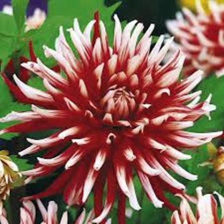 Георгина Фриколет кактусовая 1шт - Сезон у Дачи