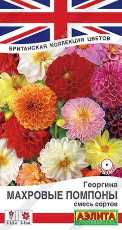 Георгина Махровые помпоны (Аэлита) - Сезон у Дачи
