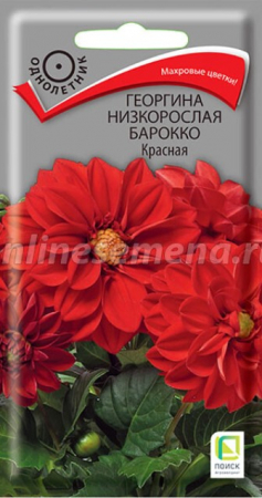 Георгина низкорослая Барокко Красная (Поиск) - Сезон у Дачи