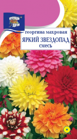 Георгина Яркий звездопад смесь (УУ) - Сезон у Дачи