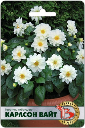 Георгины гибридные Карлсон Вайт (Биотехника) - Сезон у Дачи