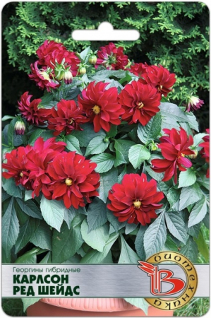 Георгины гибридные Карлсон Ред Шейдс (Биотехника) - Сезон у Дачи