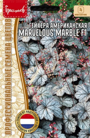 Гейхера Marvelous Marble Silver F1 (Григорьев) - Сезон у Дачи