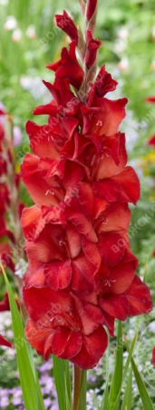 Гладиолус Амига - Сезон у Дачи