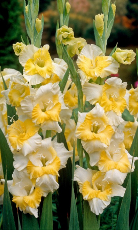 Гладиолус Багги - Сезон у Дачи