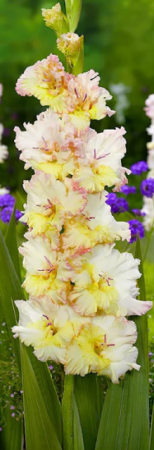 Гладиолус Цера Фирлесс - Сезон у Дачи