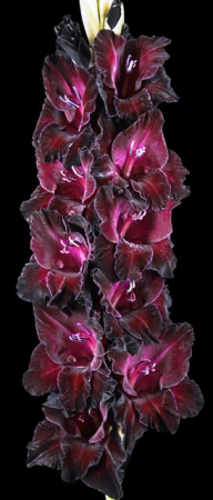 Гладиолус Десять Негритят - Сезон у Дачи