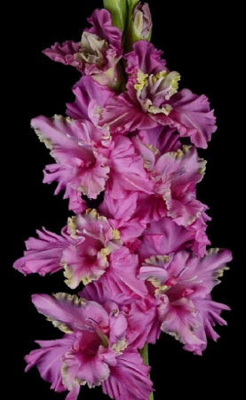 Гладиолус Инопланетянин - Сезон у Дачи