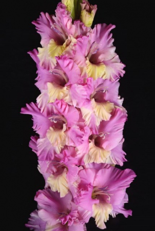 Гладиолус Солнце в Сирени - Сезон у Дачи