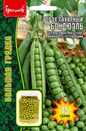 Горох Бондюэль сахарный (Григорьев) - Сезон у Дачи