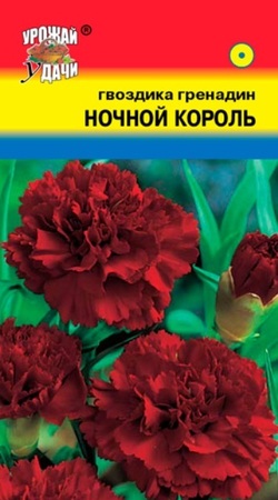 Гвоздика гренадин Ночной король (УУ) - Сезон у Дачи