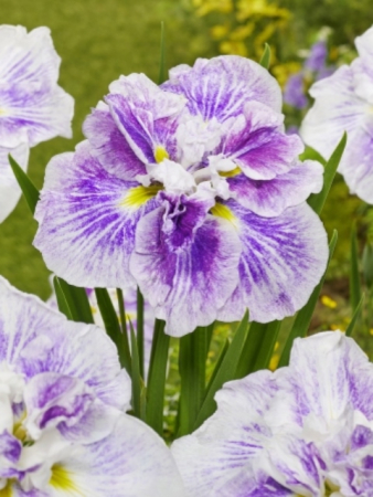 Ирис Чизкейк Кейк (1 шт) - Сезон у Дачи