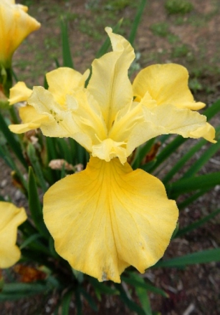 Ирис Кисс зе Гёрл (1 шт) - Сезон у Дачи