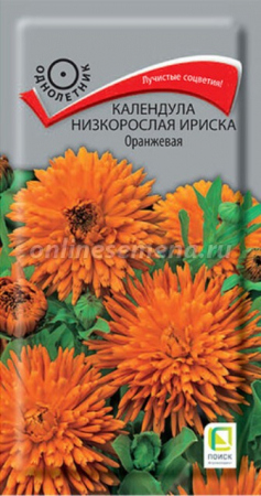 Календула Ириска Оранжевая низкорослая (Поиск) - Сезон у Дачи