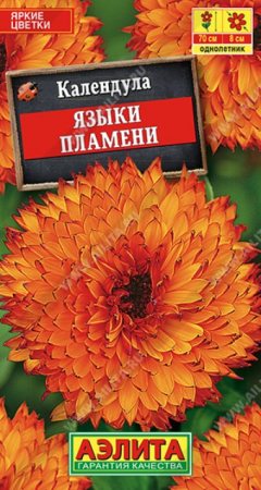 Календула Языки пламени (Аэлита) - Сезон у Дачи