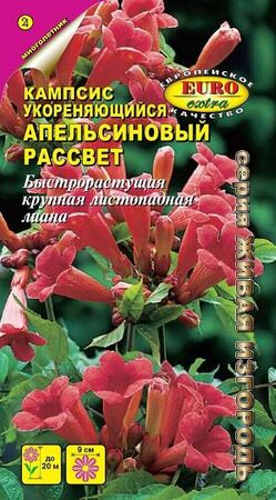 Кампсис Апельсиновый рассвет - Сезон у Дачи