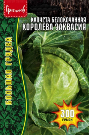 Капуста б/к Королева Заквасия (Григорьев) - Сезон у Дачи