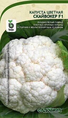 Капуста цветная Скайвокер F1 (Bejo/Садовита) - Сезон у Дачи