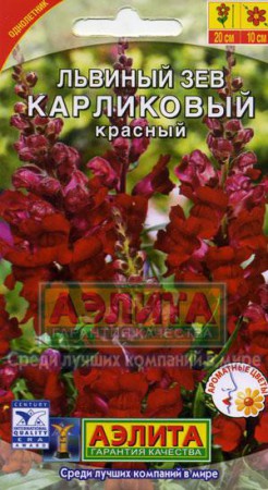 Львиный зев карликовый красный - Сезон у Дачи