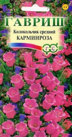 Колокольчик средний Карминроза - Сезон у Дачи