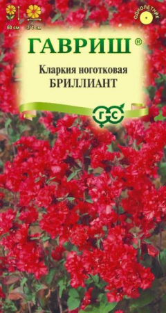 Кларкия Бриллиант (Гавриш) - Сезон у Дачи