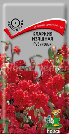Кларкия изящная Рубиновая (Поиск) - Сезон у Дачи