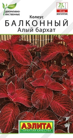 Колеус балконный Алый бархат (Аэлита) - Сезон у Дачи